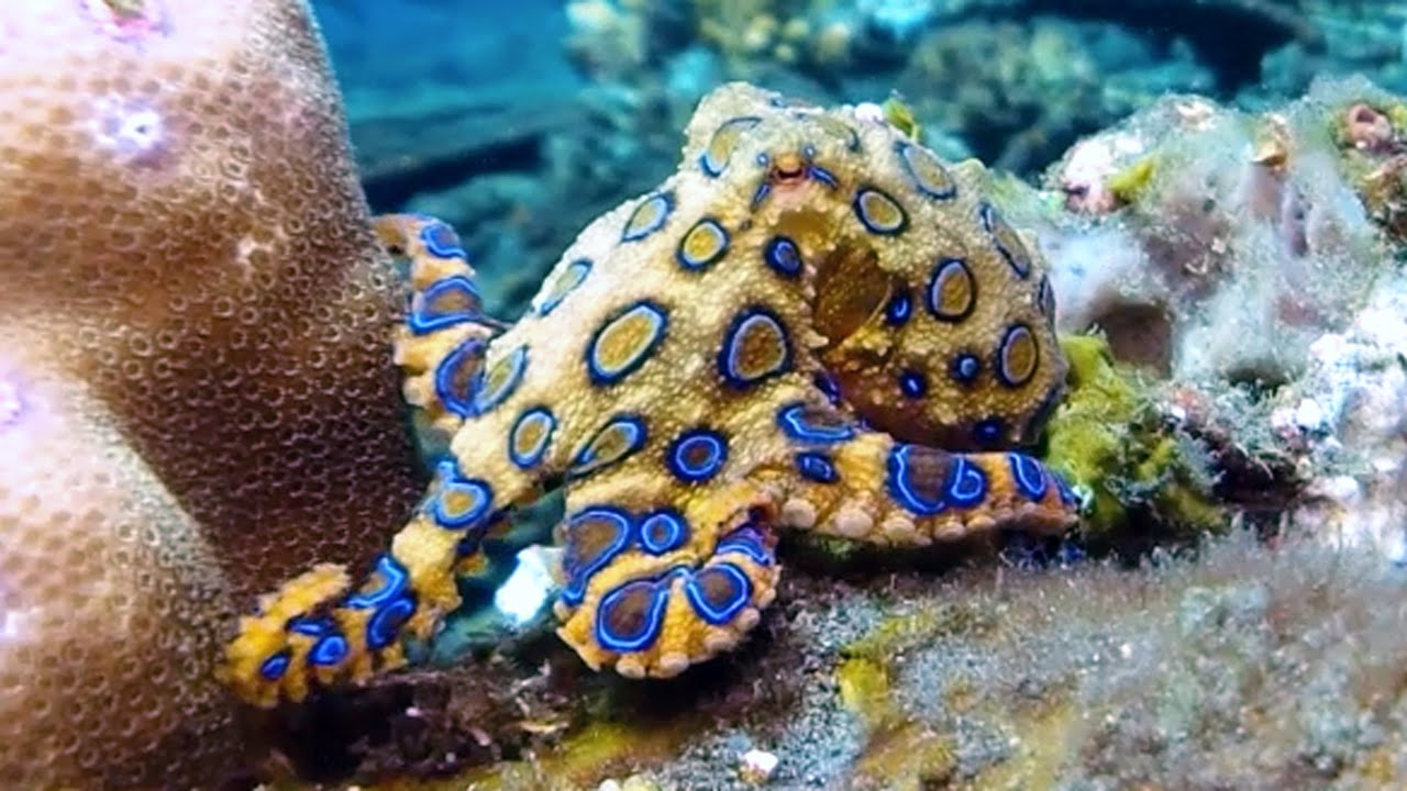 zwaan Opgetild Verwaarlozing Why It's A Terrible Idea To Pick Up A Blue Ringed Octopus